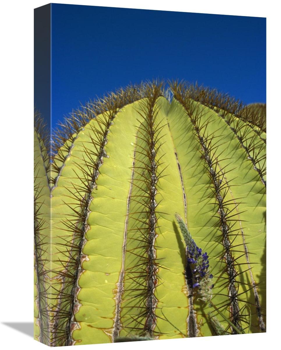 12 x 18 in. Giant Barrel Cactus Detail of Spines, Santa Catalina I - VirtuousWares:Global
