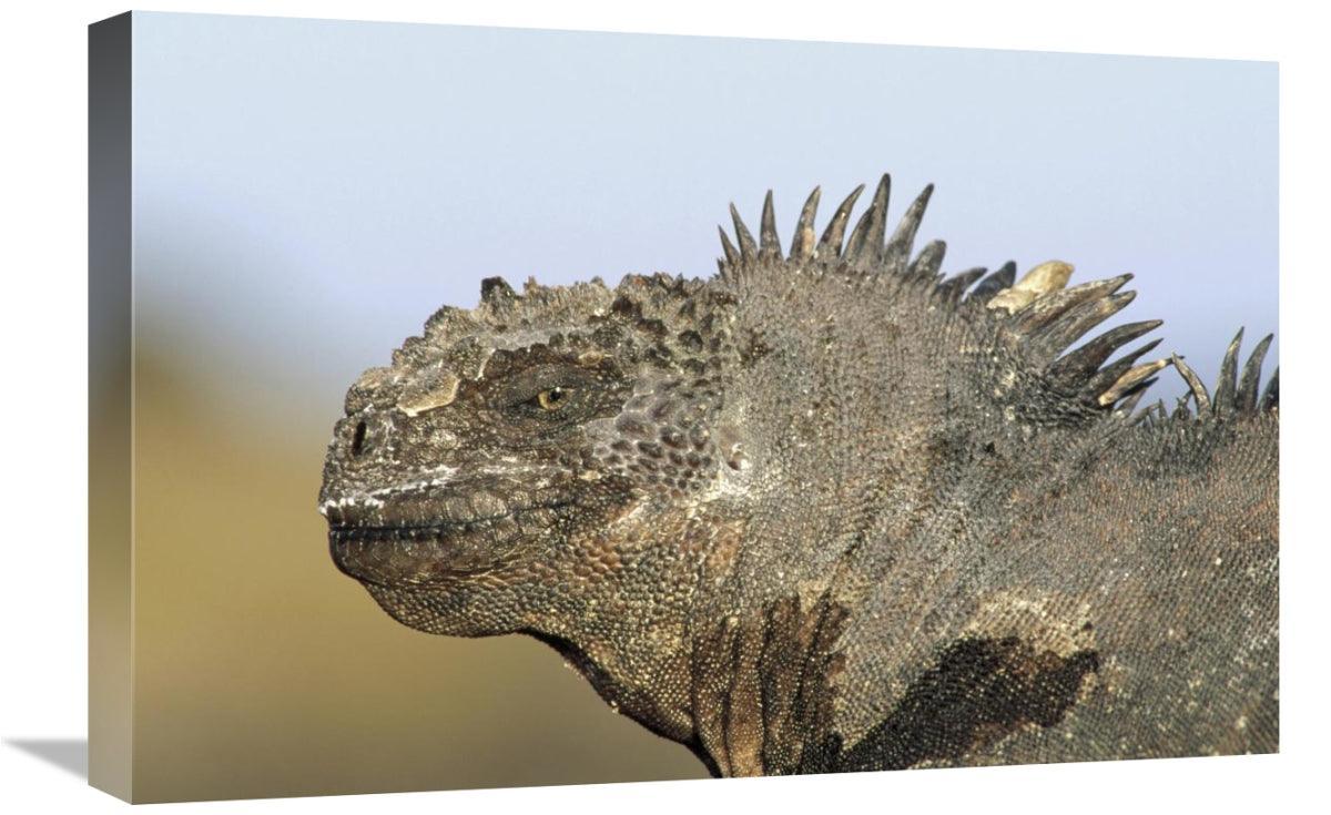 16 x 24 in. Marine Iguana Male, Santa Cruz Island, Galapagos I - VirtuousWares:Global