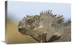 16 x 24 in. Marine Iguana Male, Santa Cruz Island, Galapagos I - VirtuousWares:Global