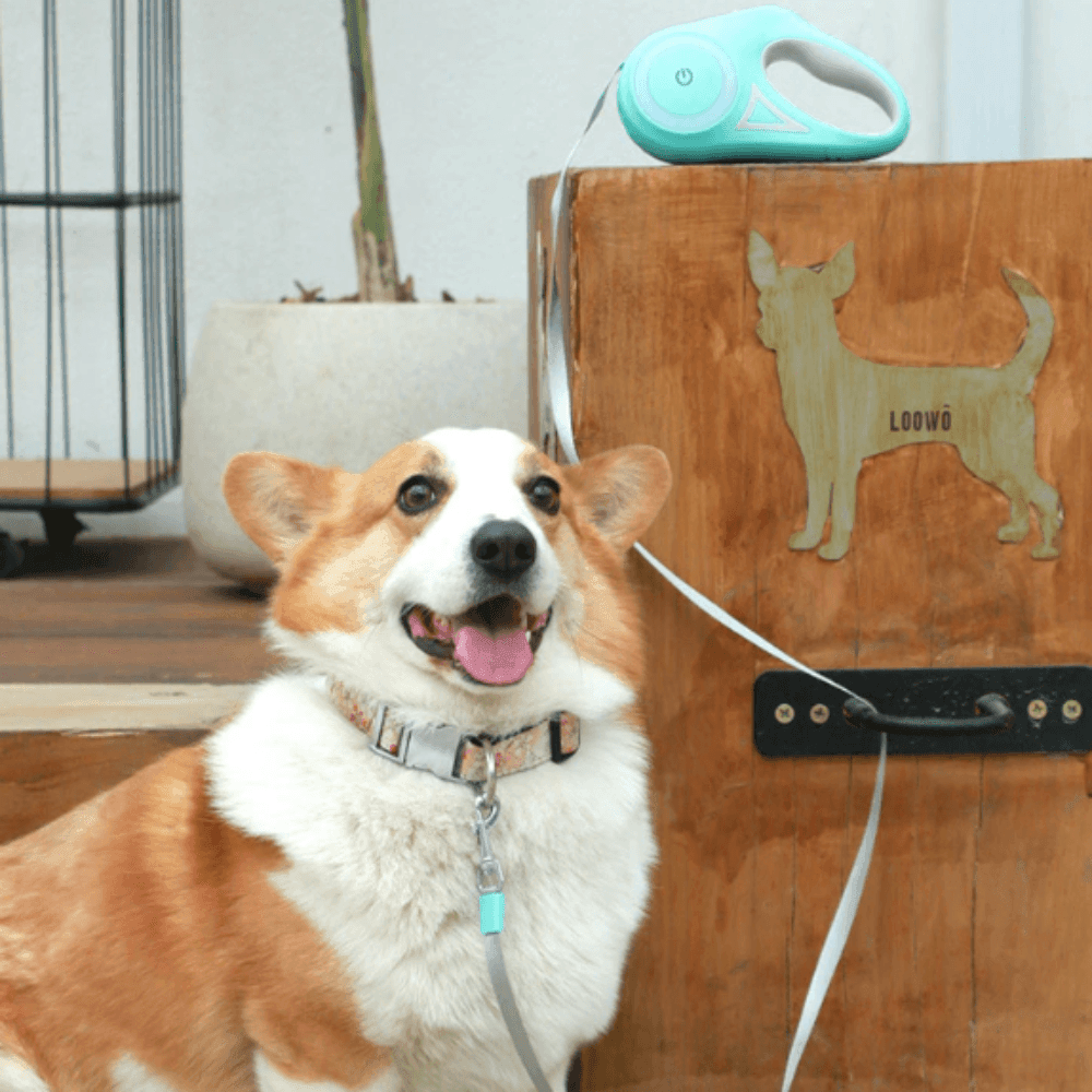 Automatic Retractable Lighting Dog Leash - VirtuousWares:Global