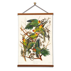 Carolina Parrot by John James Audubon - VirtuousWares:Global