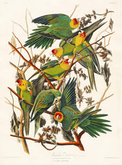 Carolina Parrot by John James Audubon - VirtuousWares:Global