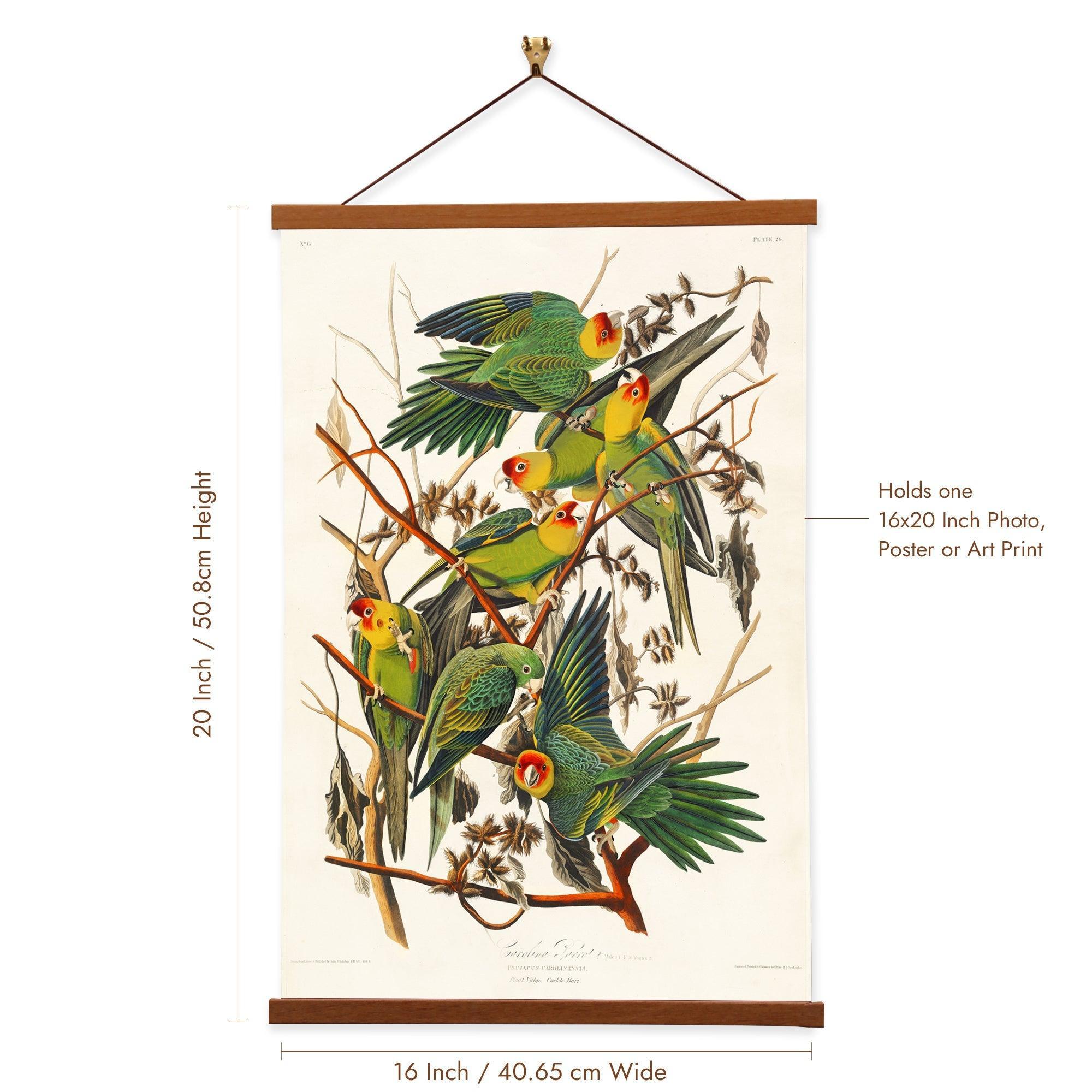 Carolina Parrot by John James Audubon - VirtuousWares:Global