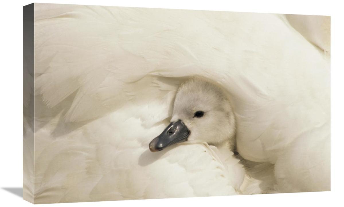 Global Gallery GCS-395573-1624-142 16 x 24 in. Mute Swan Cygnet Under - VirtuousWares:Global
