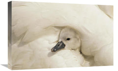 Global Gallery GCS-395573-1624-142 16 x 24 in. Mute Swan Cygnet Under - VirtuousWares:Global