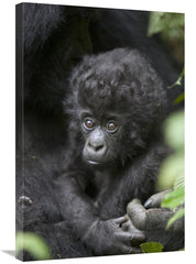 Global Gallery GCS-395863-2030-142 20 x 30 in. Mountain Gorilla Three - VirtuousWares:Global