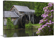 Global Gallery GCS-395943-30-142 30 in. Rhododendron Blossoming at Mab - VirtuousWares:Global