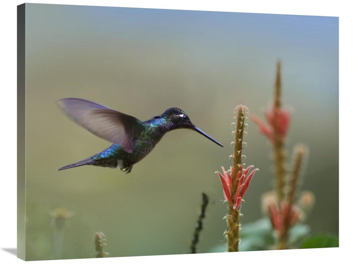 Global Gallery GCS-396298-2835-142 28 x 35 in. Magnificent Hummingbird - VirtuousWares:Global