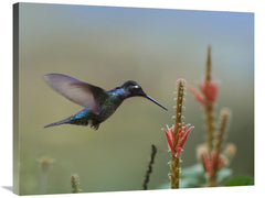 Global Gallery GCS-396298-2835-142 28 x 35 in. Magnificent Hummingbird - VirtuousWares:Global