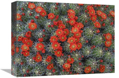 Global Gallery GCS-396537-1216-142 12 x 16 in. Claret Cup Cactus Detai - VirtuousWares:Global