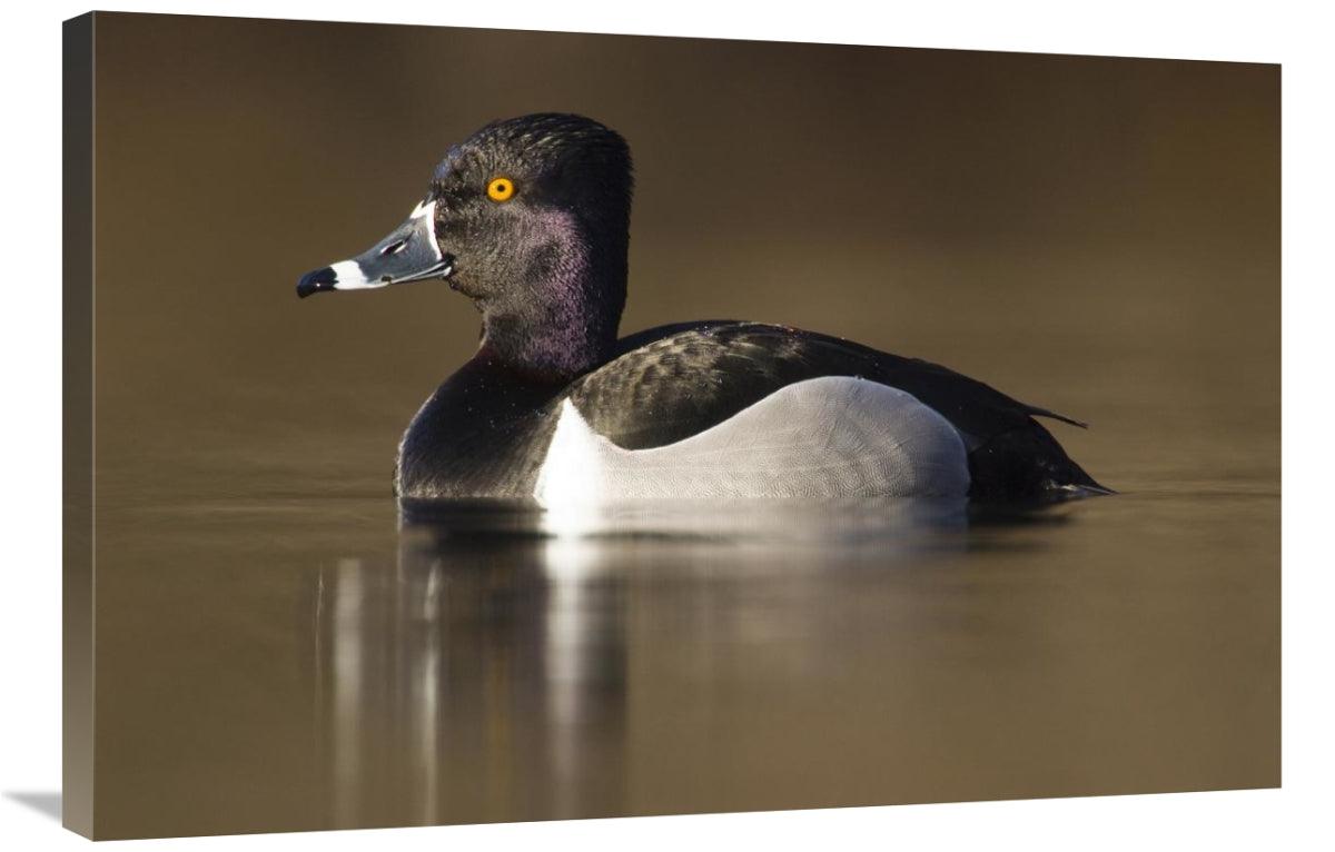 Global Gallery GCS-397423-2436-142 24 x 36 in. Ring-Necked Duck Male i - VirtuousWares:Global