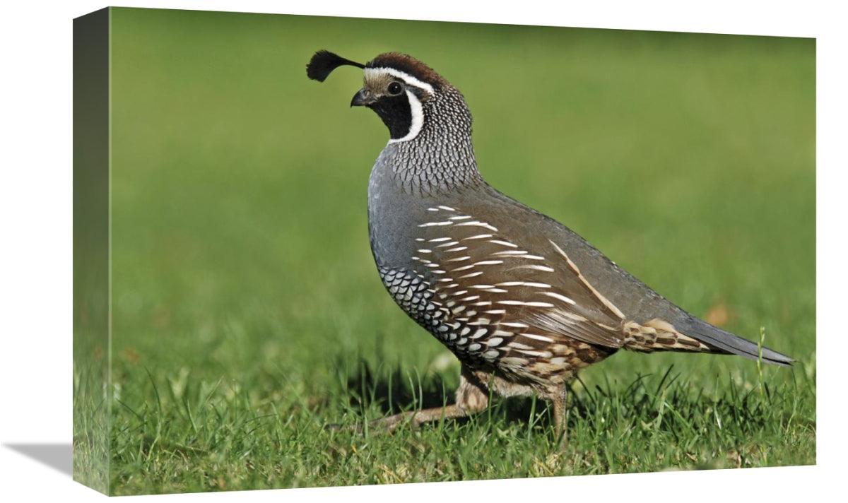 Global Gallery GCS-397453-1218-142 12 x 18 in. California Quail Male&# - VirtuousWares:Global