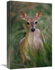 Global Gallery GCS-397692-1218-142 12 x 18 in. Marsh or Swamp Deer Por - VirtuousWares:Global