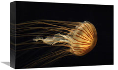 Global Gallery GCS-397710-1218-142 12 x 18 in. Northern Sea Nettle Jel - VirtuousWares:Global