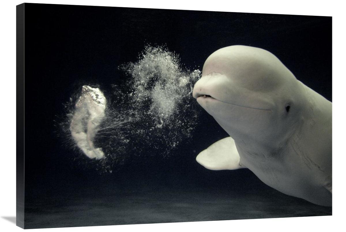 Global Gallery GCS-397728-36-142 36 in. Beluga Whale Blowing Toroidal - VirtuousWares:Global