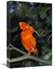 Global Gallery GCS-450825-1218-142 12 x 18 in. Andean Cock-Of-The-Rock - VirtuousWares:Global