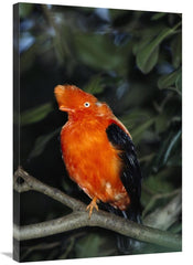 Global Gallery GCS-450825-2436-142 24 x 36 in. Andean Cock-Of-The-Rock - VirtuousWares:Global