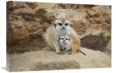 Global Gallery GCS-450846-2030-142 20 x 30 in. Meerkat Mother & Baby&# - VirtuousWares:Global