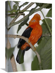 Global Gallery GCS-450855-1624-142 16 x 24 in. Andean Cock-Of-The-Rock - VirtuousWares:Global