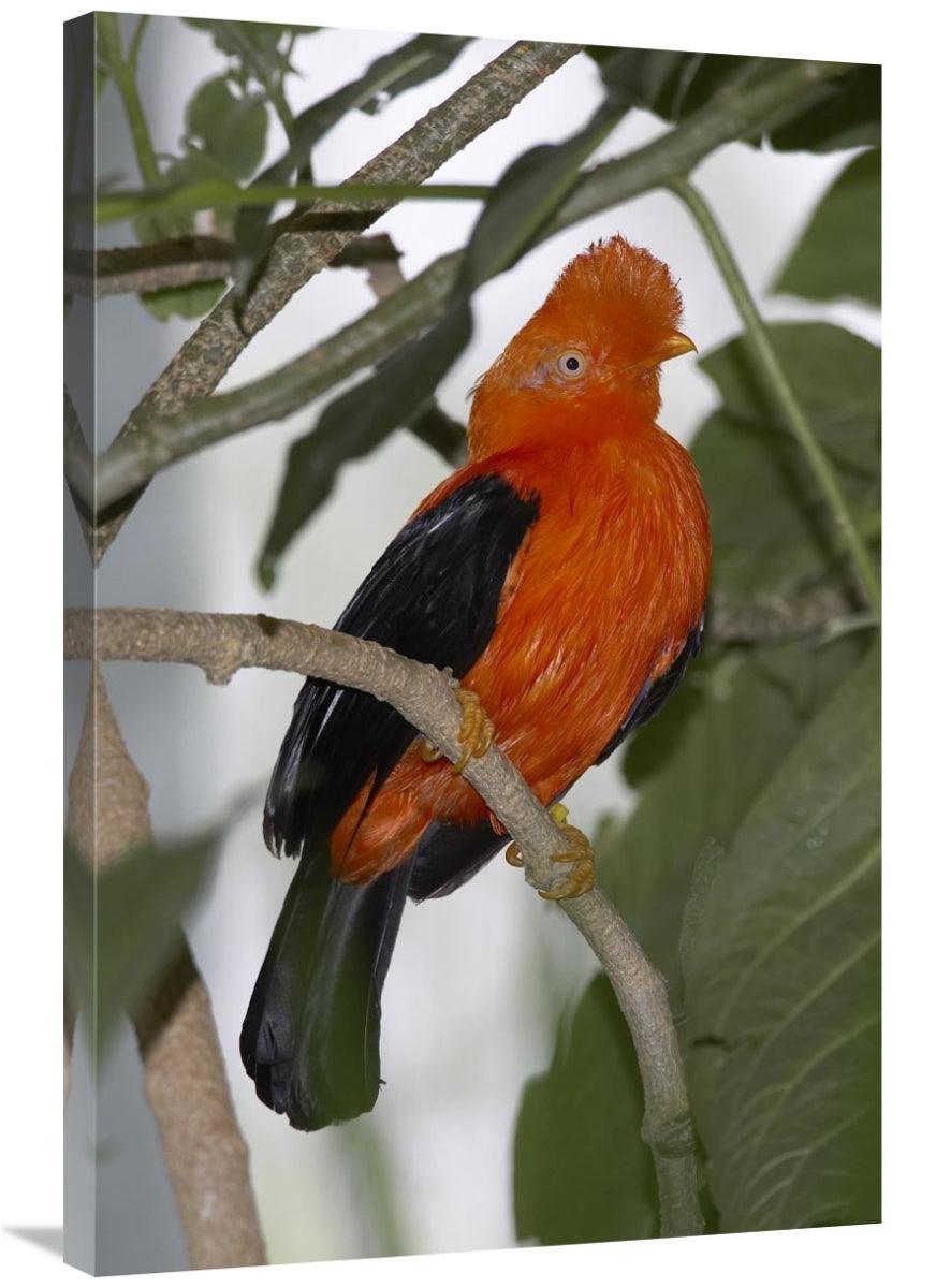Global Gallery GCS-450855-2436-142 24 x 36 in. Andean Cock-Of-The-Rock - VirtuousWares:Global