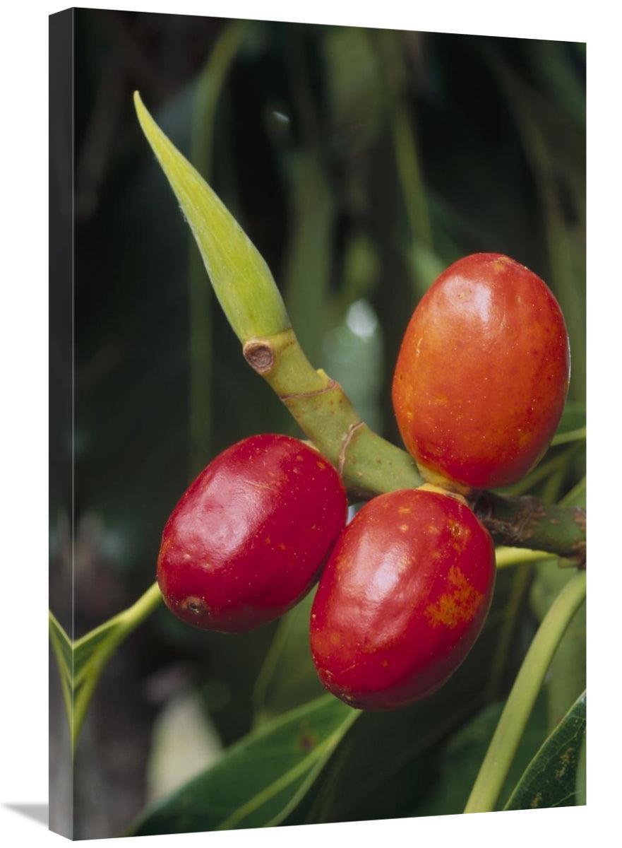 Global Gallery GCS-451132-2030-142 20 x 30 in. False Banyon Tree, - VirtuousWares:Global