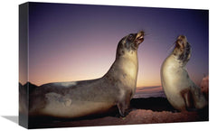 Global Gallery GCS-451148-1218-142 12 x 18 in. Galapagos Sea Lion Youn - VirtuousWares:Global