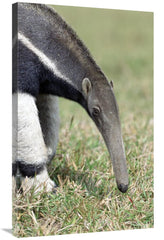 Global Gallery GCS-451481-36-142 36 in. Giant Anteater, Pantanal&# - VirtuousWares:Global