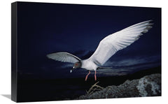 Global Gallery GCS-451511-1624-142 16 x 24 in. Swallow-Tailed Gull Dep - VirtuousWares:Global