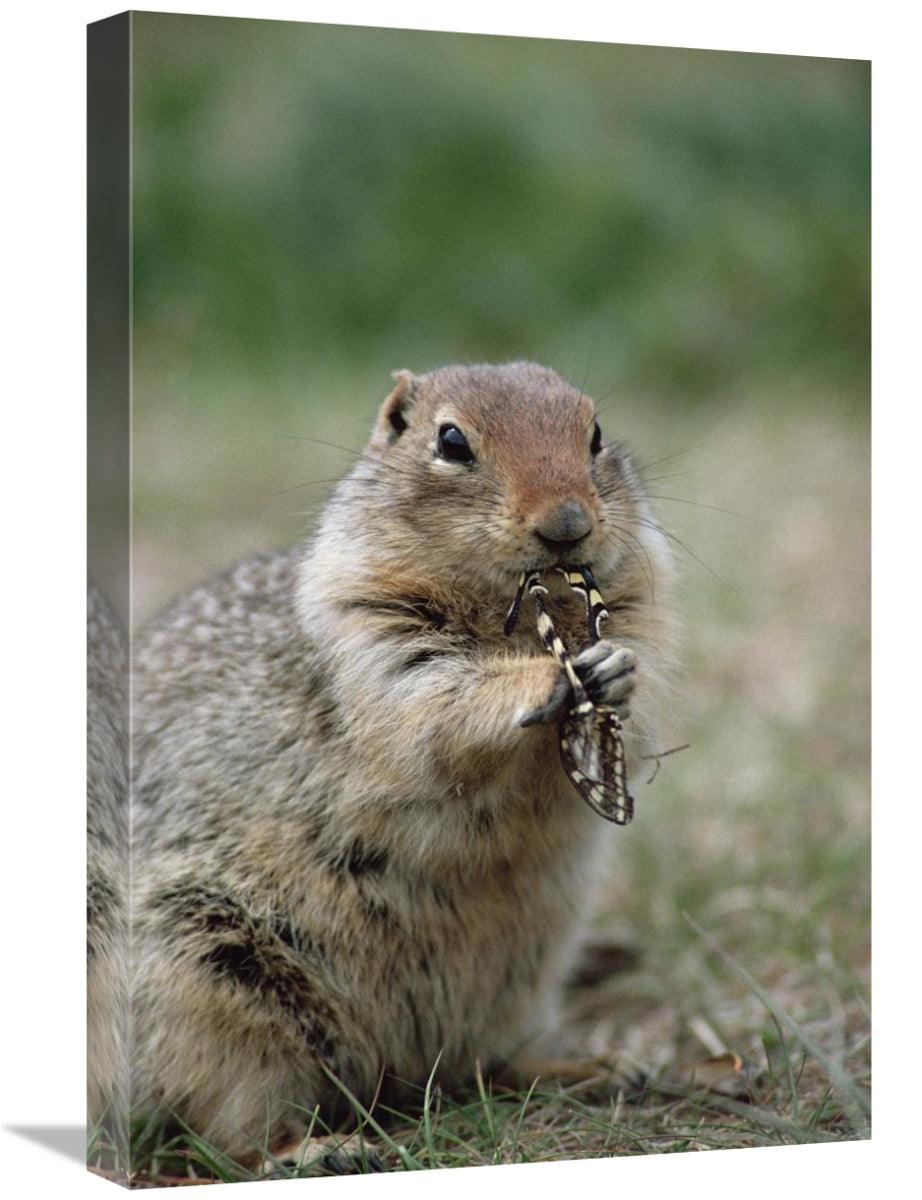 Global Gallery GCS-451906-1624-142 16 x 24 in. Arctic Ground Squirrel - VirtuousWares:Global