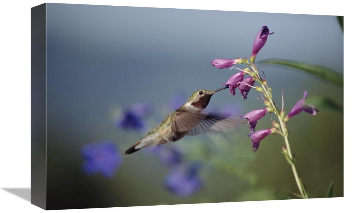 Global Gallery GCS-451959-1218-142 12 x 18 in. Broad-Tailed Hummingbir - VirtuousWares:Global