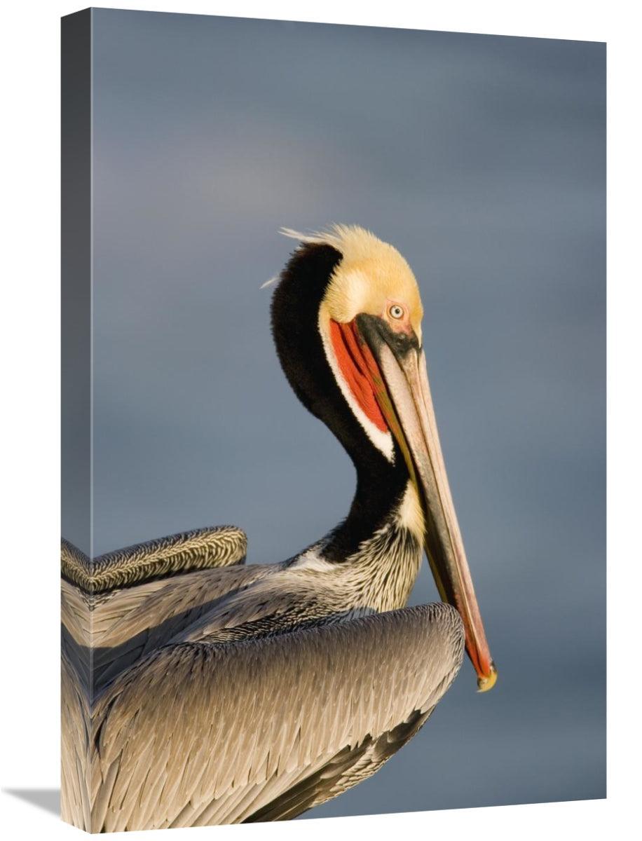 Global Gallery GCS-453341-1624-142 16 x 24 in. Brown Pelican Adult Por - VirtuousWares:Global