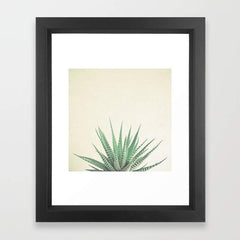 Haworthia - VirtuousWares:Global