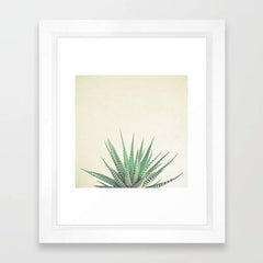 Haworthia - VirtuousWares:Global