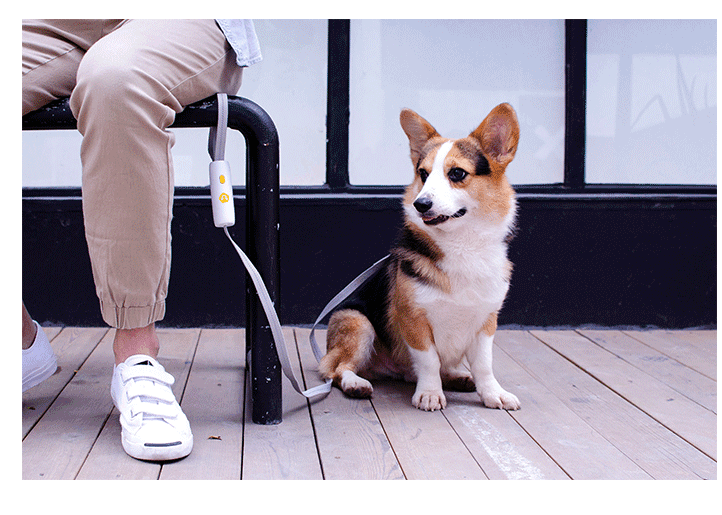 Pet Supplies New Dog Elastic Leash Small And Medium-sized - VirtuousWares:Global