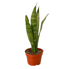 Snake Plant 'Zeylanica' - VirtuousWares:Global