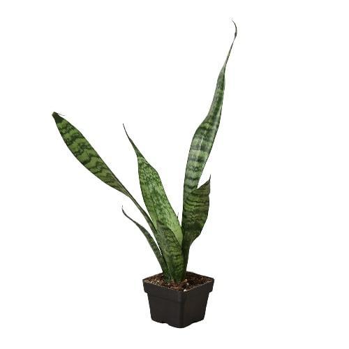 Snake Plant 'Zeylanica' - VirtuousWares:Global