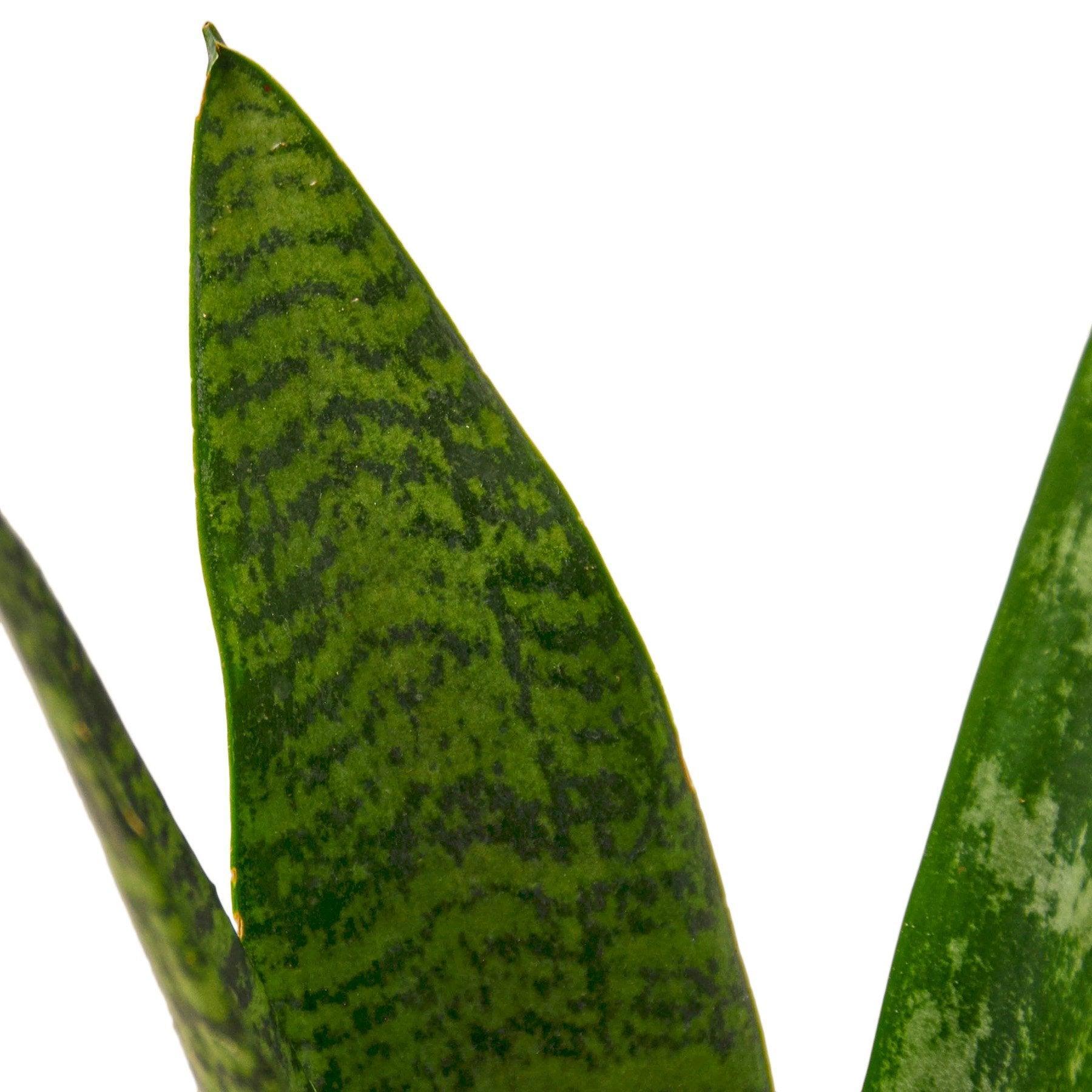 Snake Plant 'Zeylanica' - VirtuousWares:Global