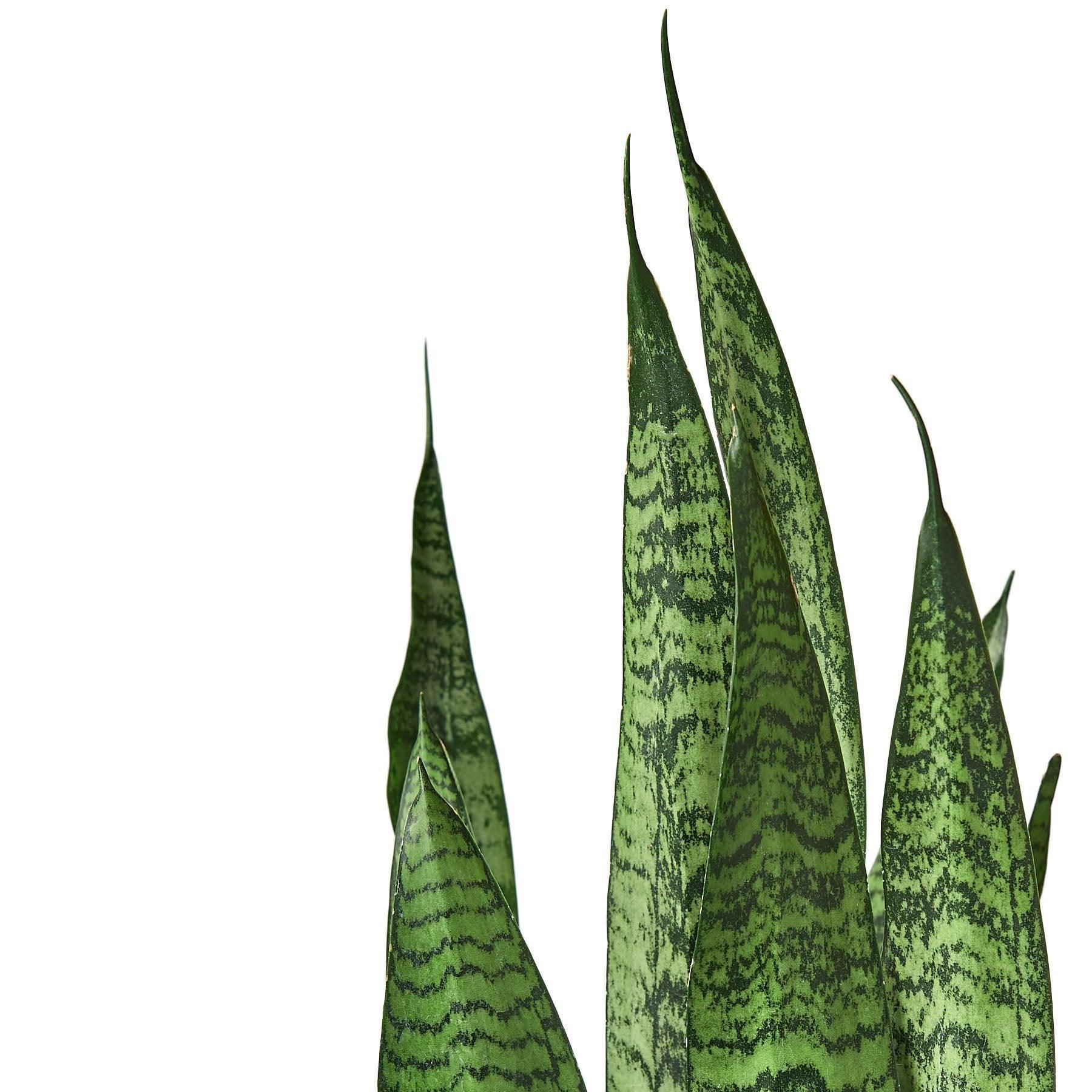 Snake Plant 'Zeylanica' - VirtuousWares:Global